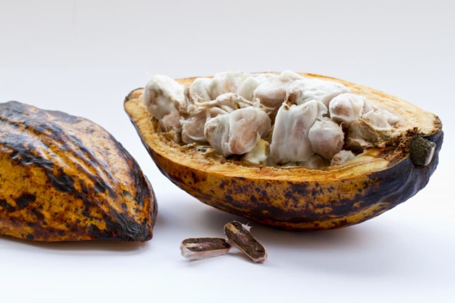 2026-09-11-intoxikace čokoládou-closeup-shot-cut-cocoa-plant-white-surface.jpg